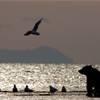 Grizzly Bear (Ursus arctos) and gulls silhouetted at water's edge. Katmai National Park, Alaska.